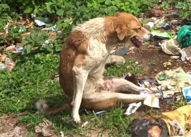 Lo hanno abbandonato in una discarica, le zampe legate e il cuore spezzato: per questo cane sembrava finita