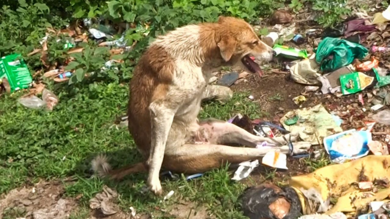 cane abbandonato 