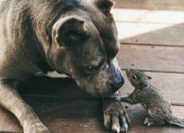 Lo scoiattolo orfano incontra una mamma Pitbull: scoppia un amore senza limiti