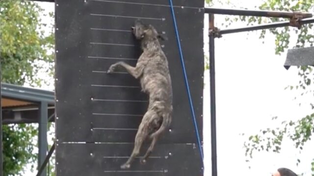L’obiettivo è a diversi metri d’altezza: riusciranno questi cani a raggiungerlo?