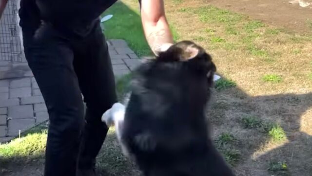 L’uomo libera l’Husky che ha passato tutta la sua vita chiuso in giardino: il processo è lungo e difficile