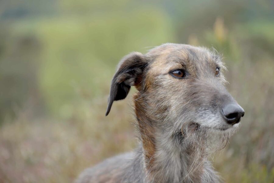 Lurcher, cane veloce e agile: curiosità e caratteristiche della razza