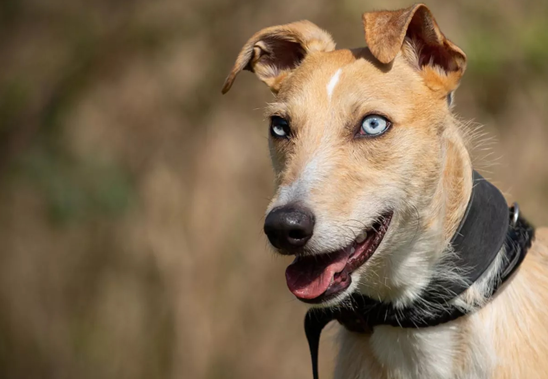 cane predisposto allo sport