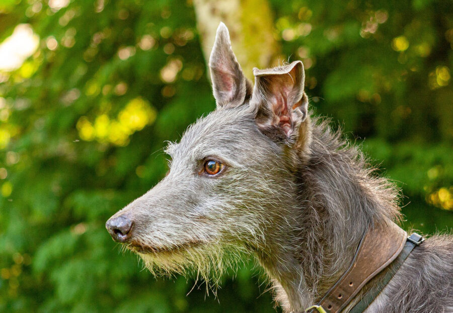 Lurcher carattere e temperamento: com’è questa razza?