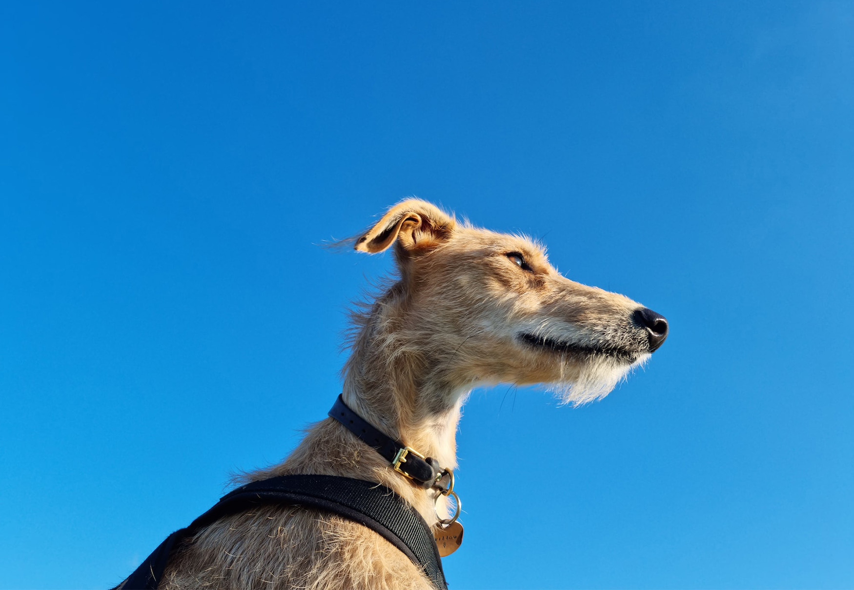 cane che guarda l'orizzonte
