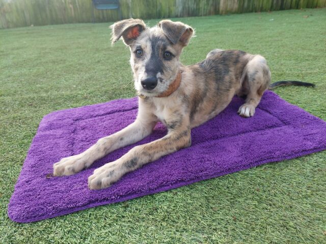 Lurcher cuccioli: cure e attenzioni