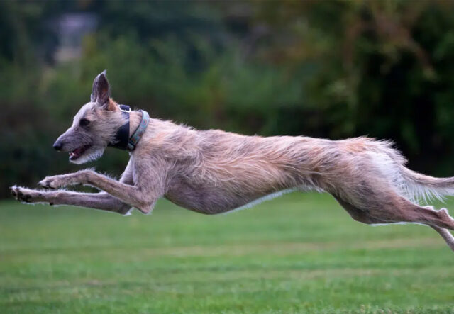 Lurcher, i migliori sport per questo cane