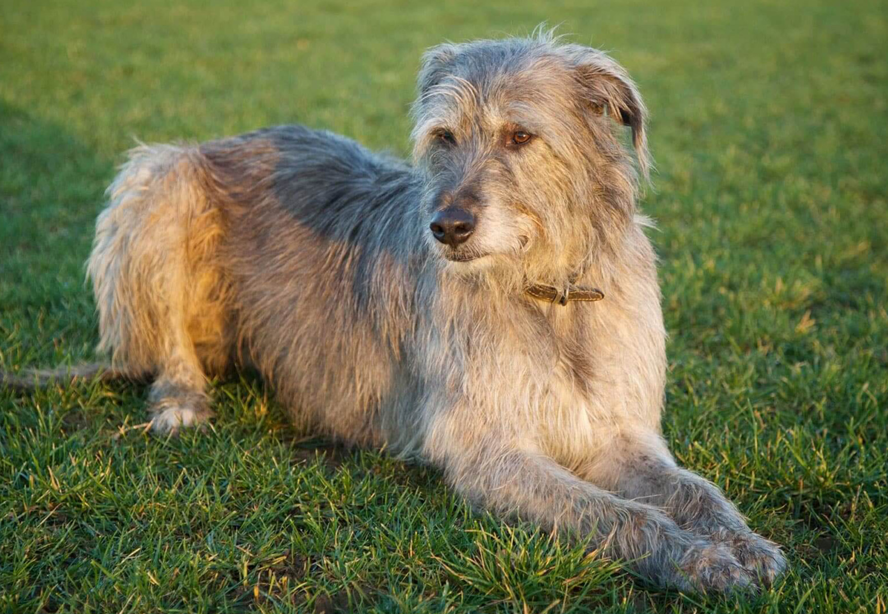 cane lurcher anziano