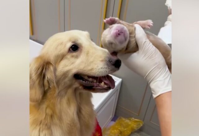 Mamma Labrador incontra i suoi cuccioli: riesce a stento a trattenere l’emozione