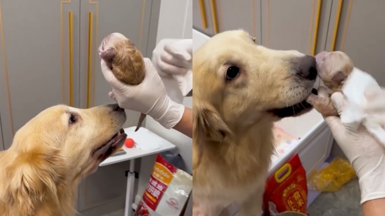 cucciolo e mamma labrador