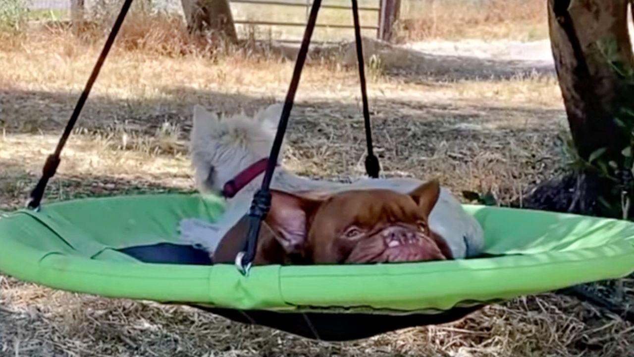 Cane sul tappeto elastico