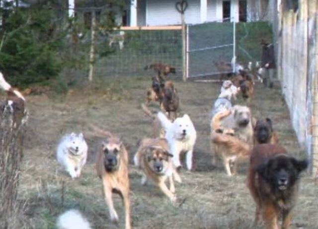 Non li ha solo salvati: quest’uomo ha costruito un enorme recinto per far correre i 45 cani che ha adottato