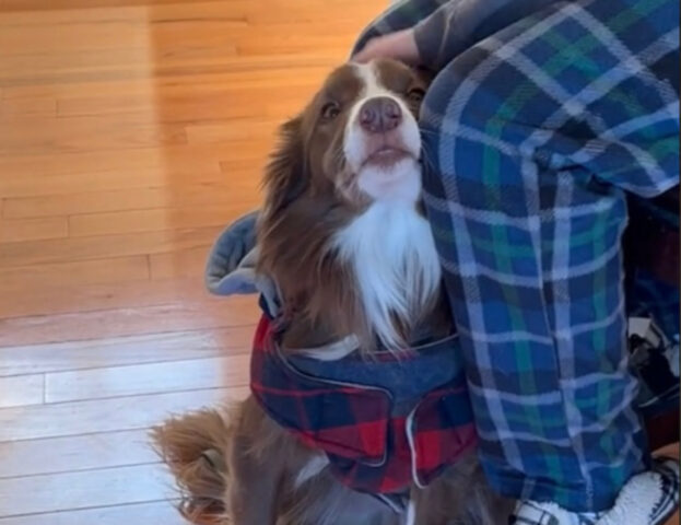 Non sei il suo padrone, ma il suo kahu: la parola hawaiana che spiega cosa siamo per il cane