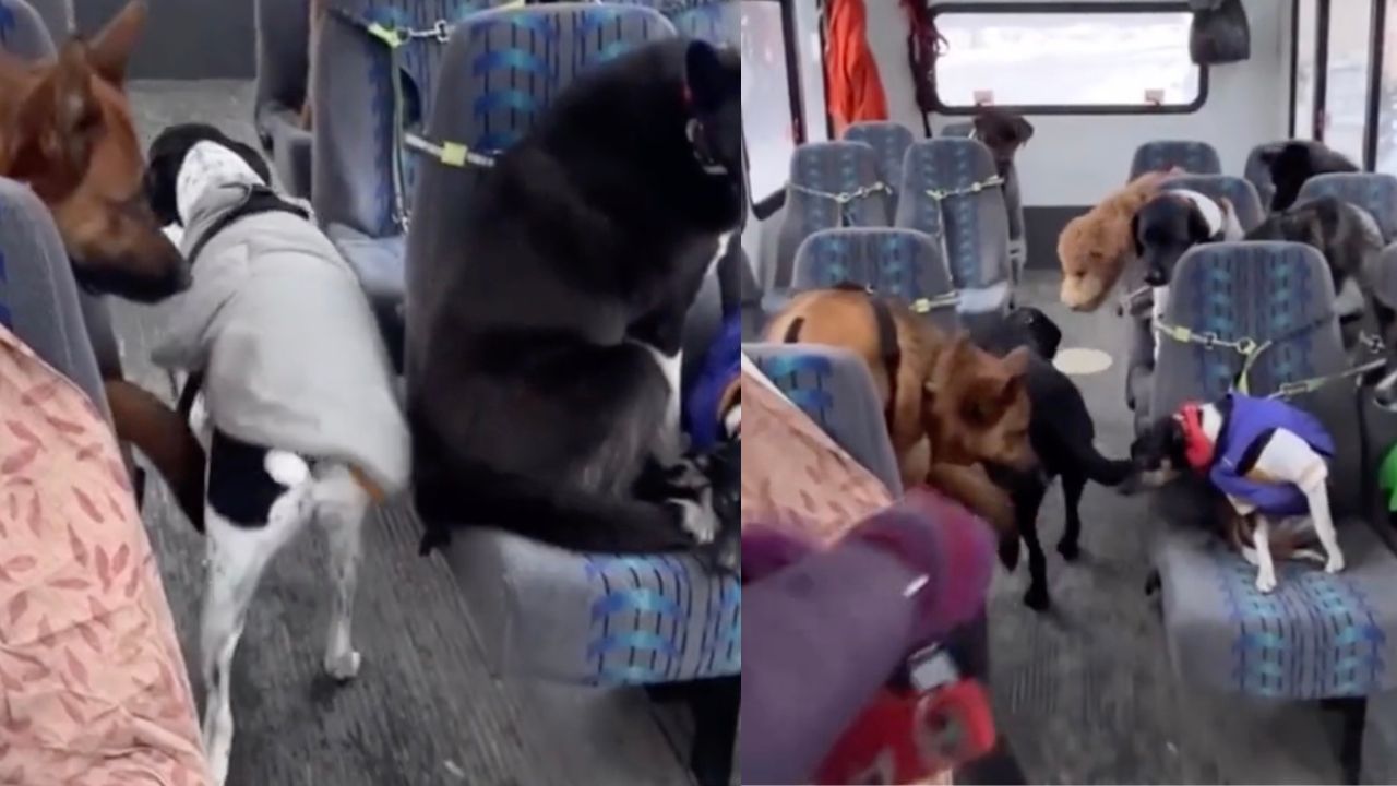 Cani sul bus