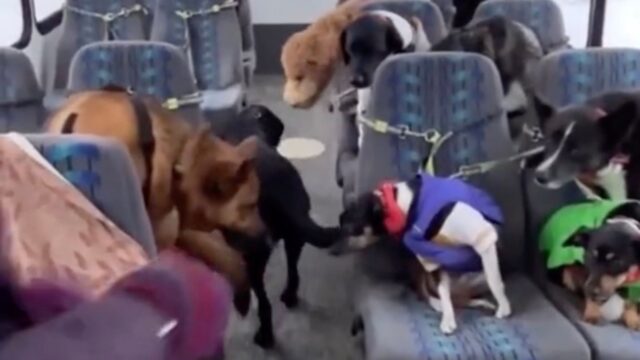 Ogni giorno, puntuale: questo bus passa a prendere i cani per portarli a scuola