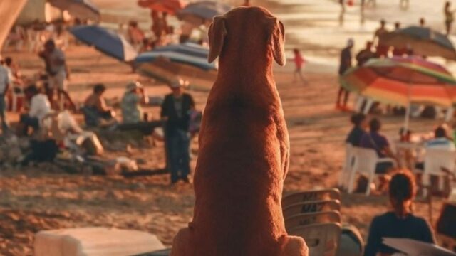 Ogni giorno questo cane va a vedere il tramonto in spiaggia e sospira mentre lo ammira