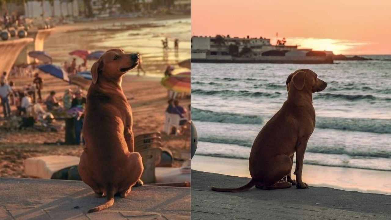 Cane in spiaggia