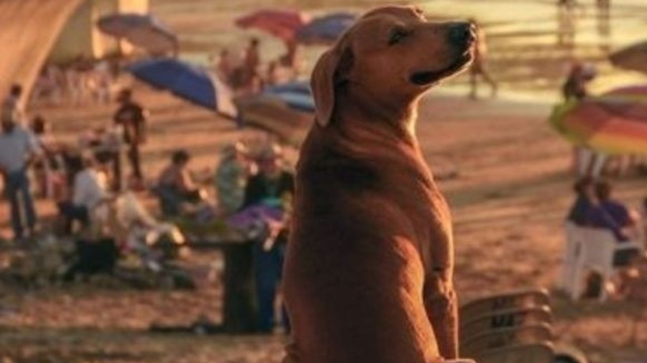 Cagnolone al mare