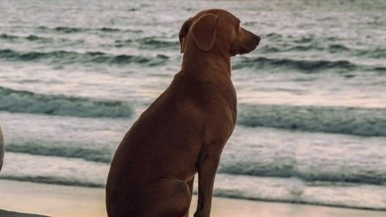 Cane osserva il mare