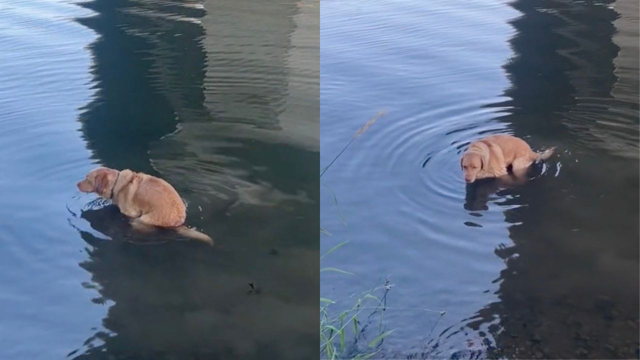 Cane fa bisogni nel fiume