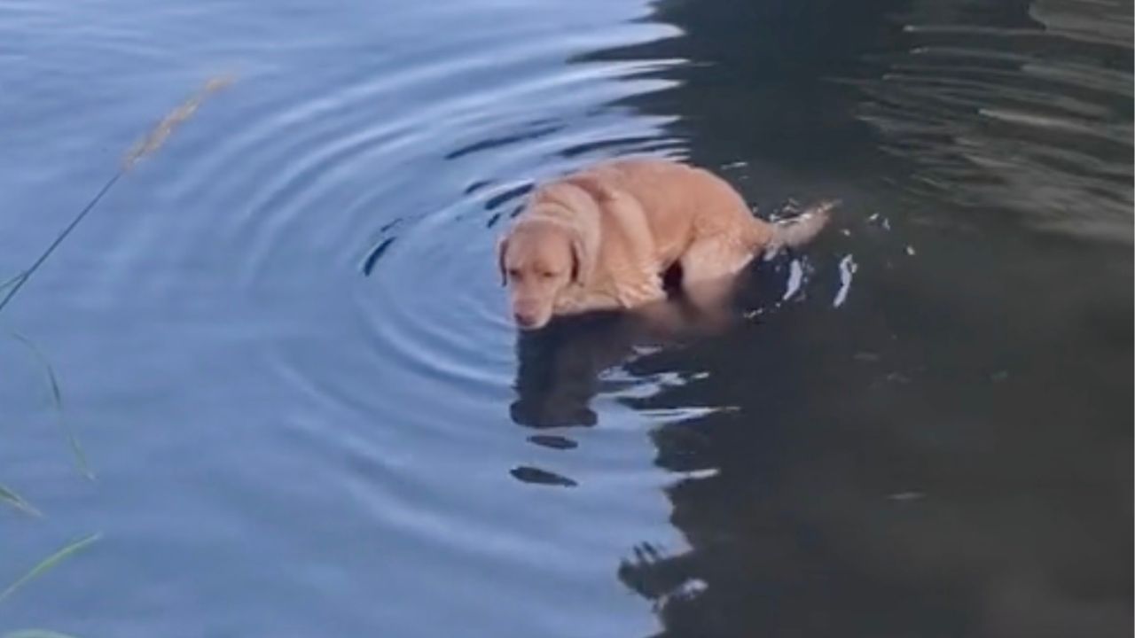 Cane in acqua