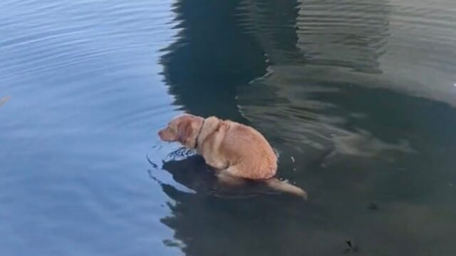 Ok, forse questo cane non ha scelto il posto migliore dove fare i propri bisogni