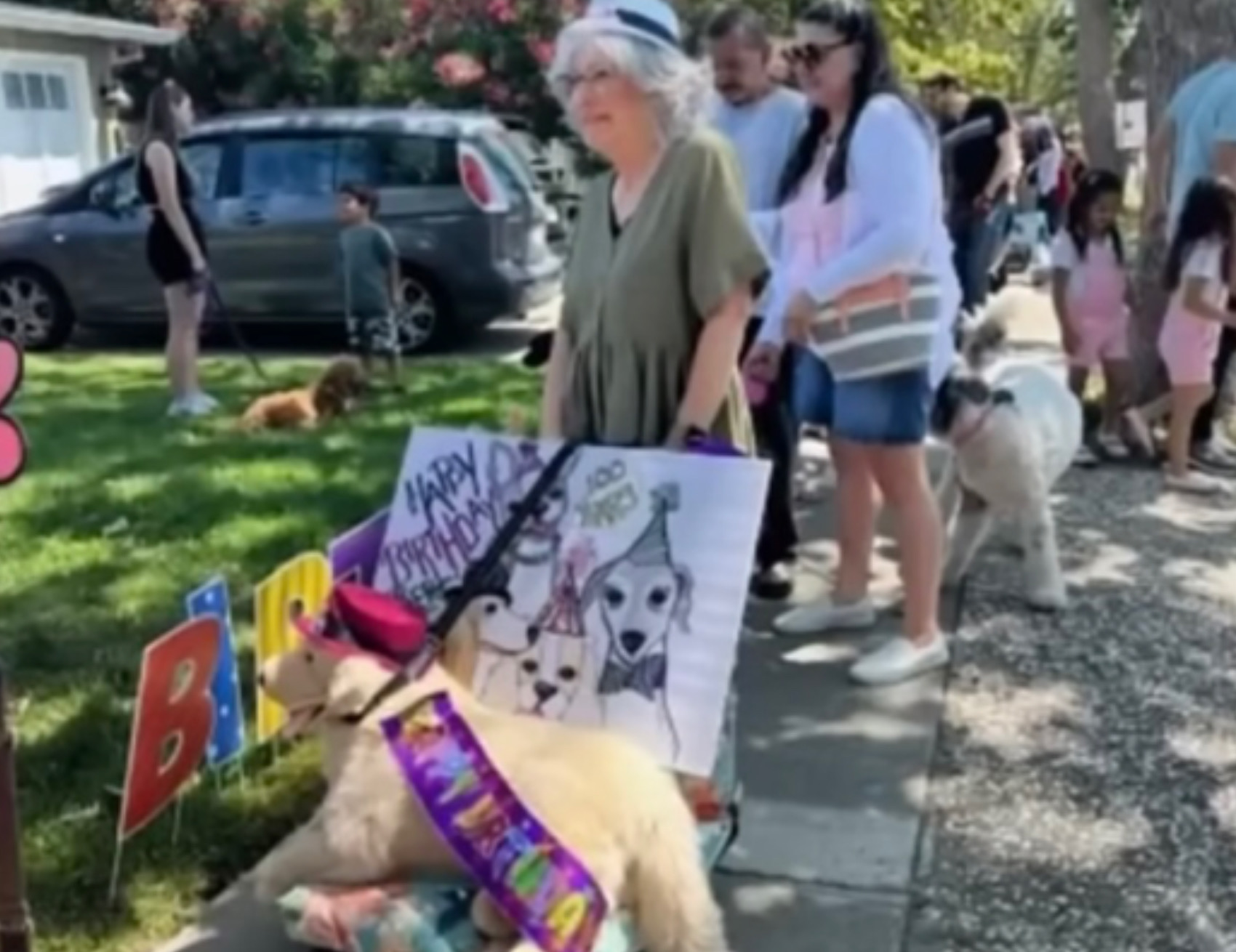 Cani festeggiano il vecchietto