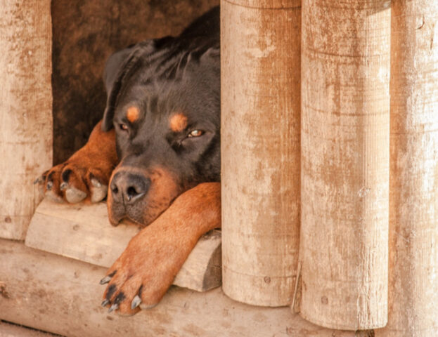 Queste razze di cani non possono più entrare in Egitto (almeno per ora)