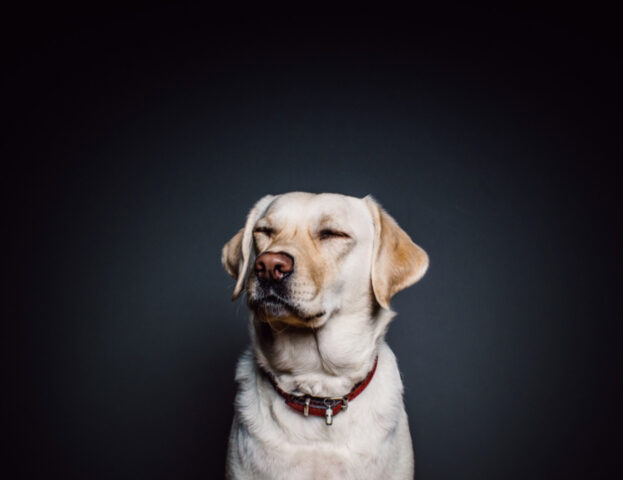 Questi sono i segni che il tuo cane sta combattendo con le allergie stagionali (e devi aiutarlo)