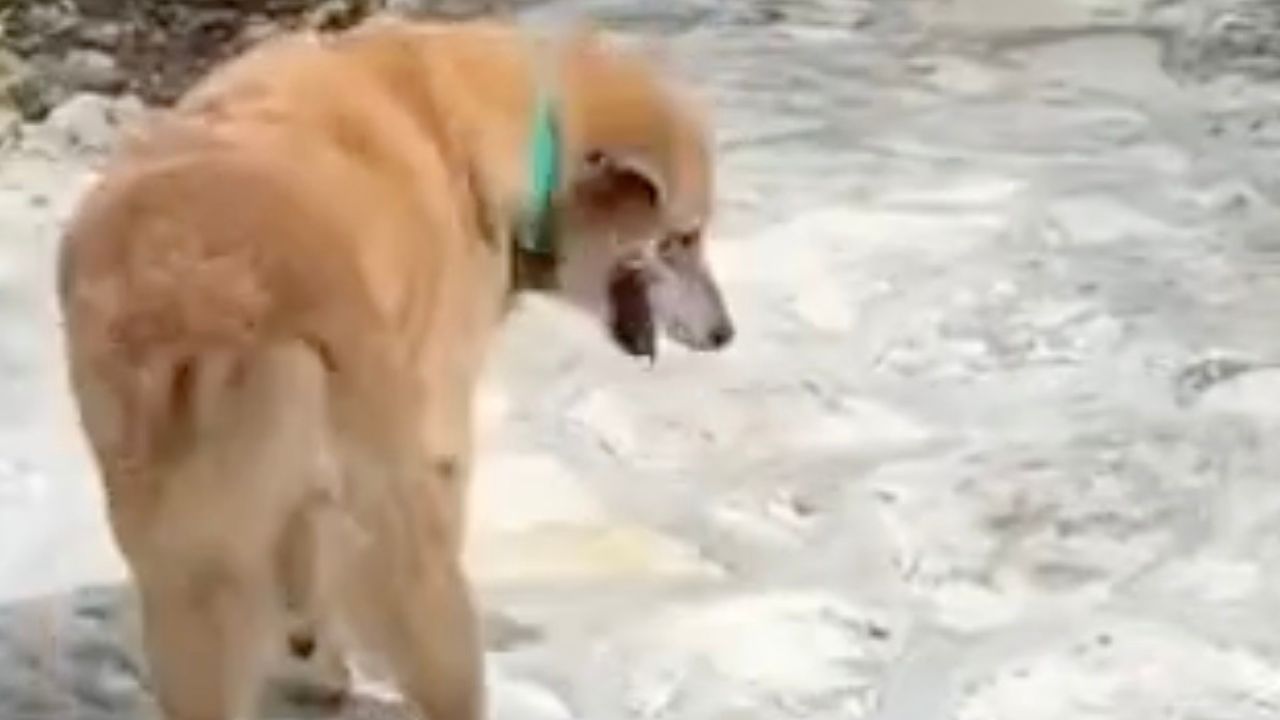 Cane cammina in spiaggia