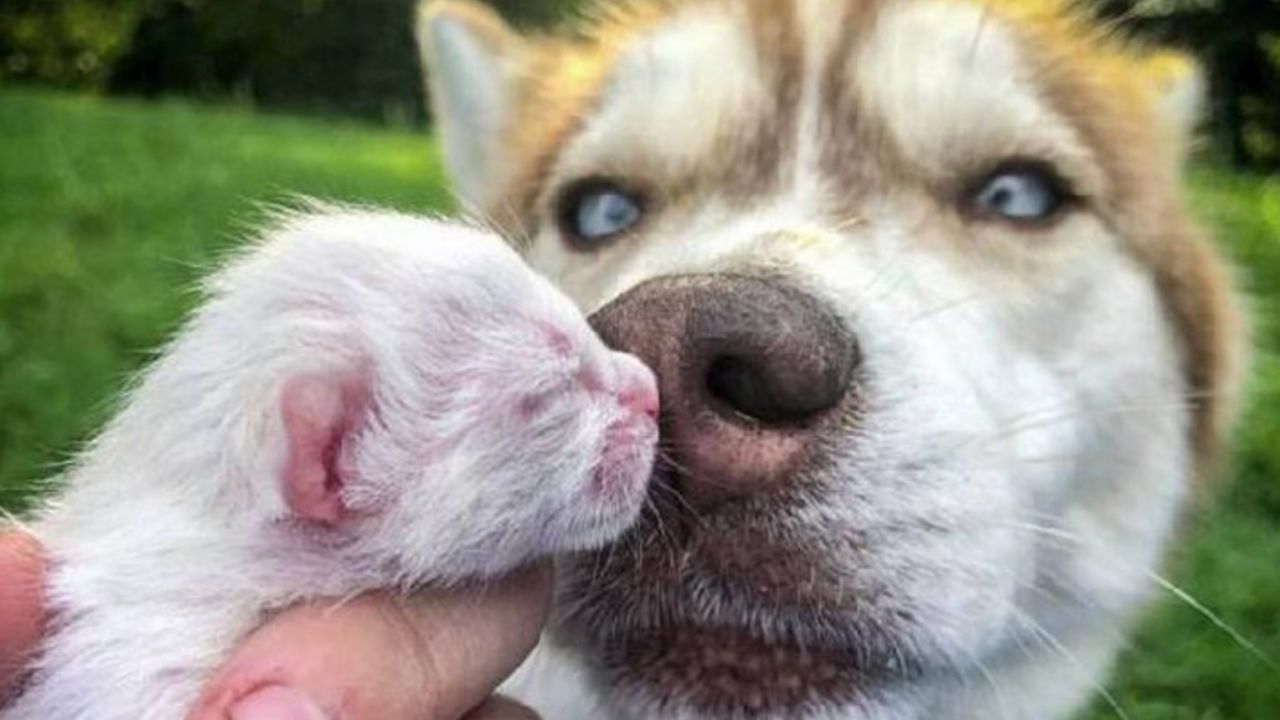 un cane incredibile 