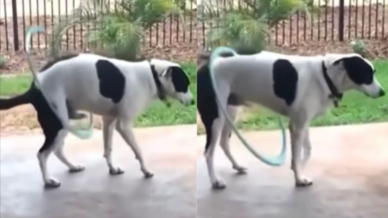 Cane fa hula-hoop