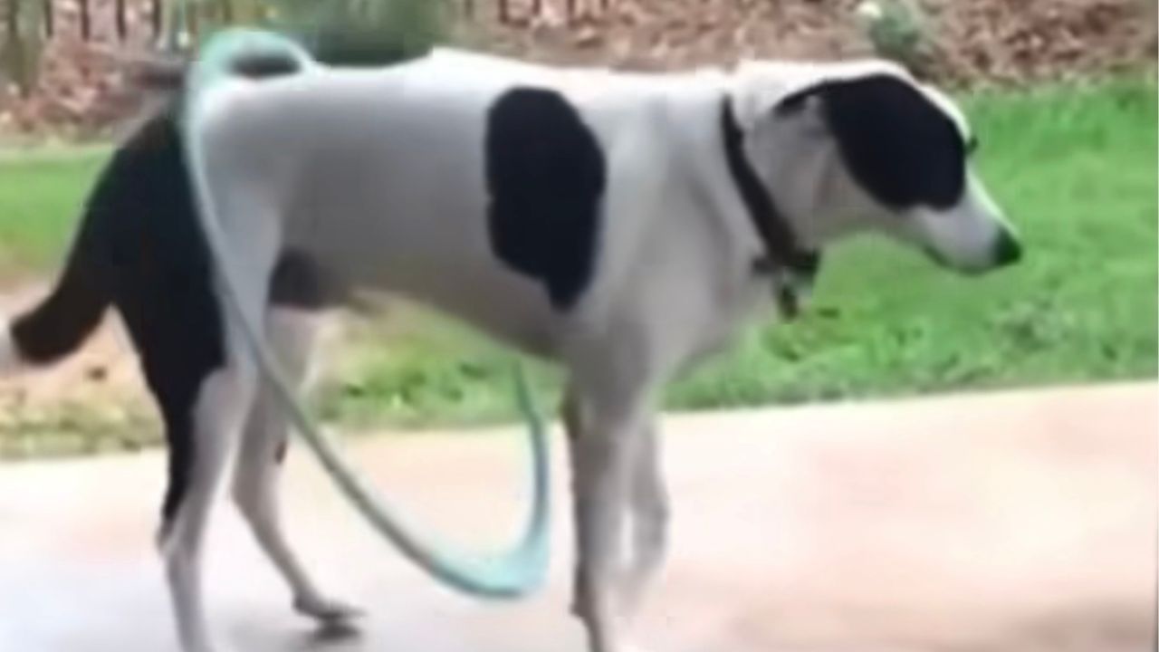 Cane campione dell'hula-hoop