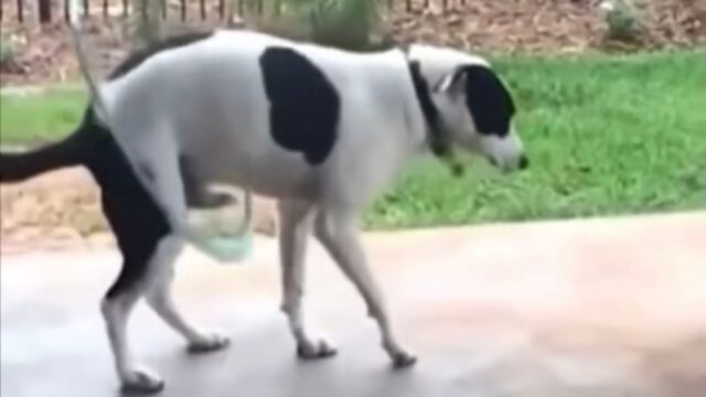 Questo cane ha un talento, ma nessuno poteva immaginare quale fosse