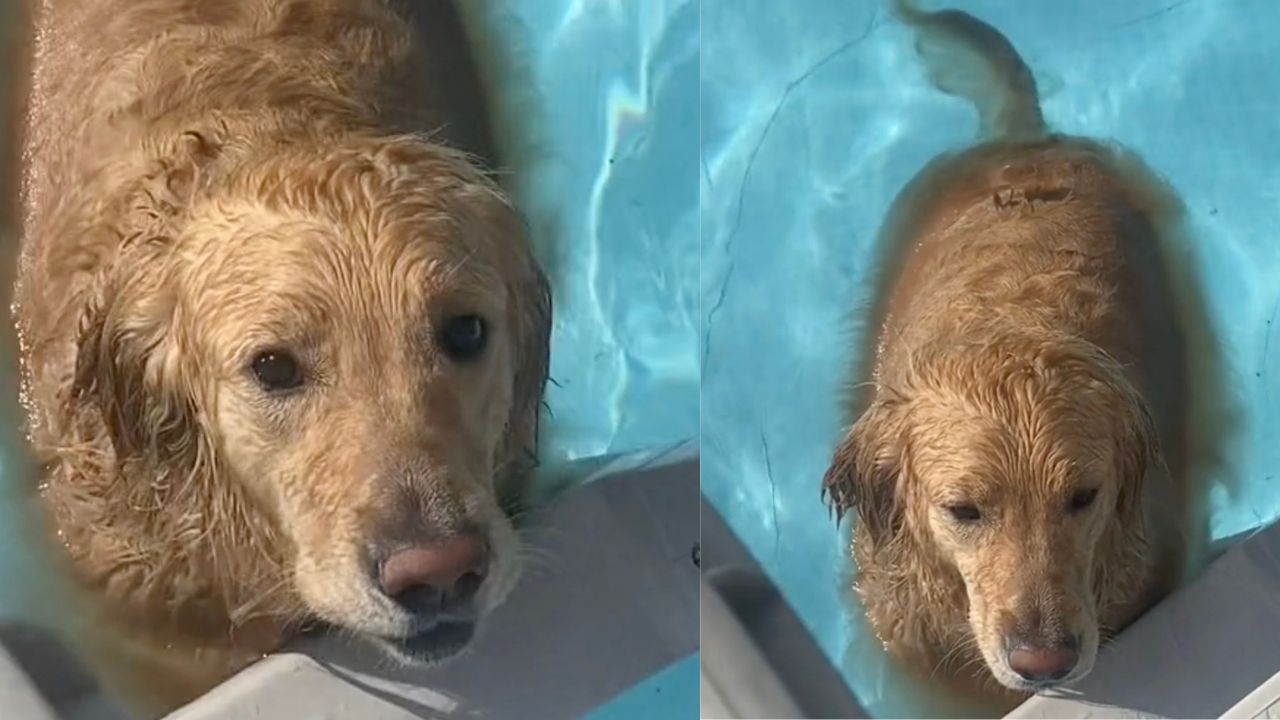 Cane non vuole uscire dalla piscina