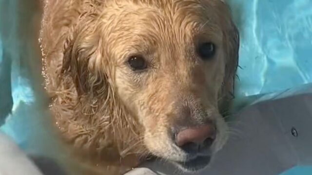 Questo cane non vuole saperne di uscire dalla piscina e lo fa capire benissimo ai suoi padroni