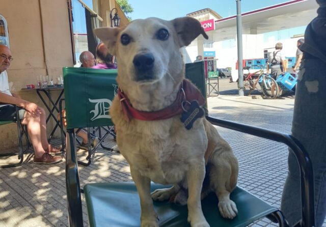 Questo ristorante fa qualcosa di unico per i cani randagi che spesso si avvicinano