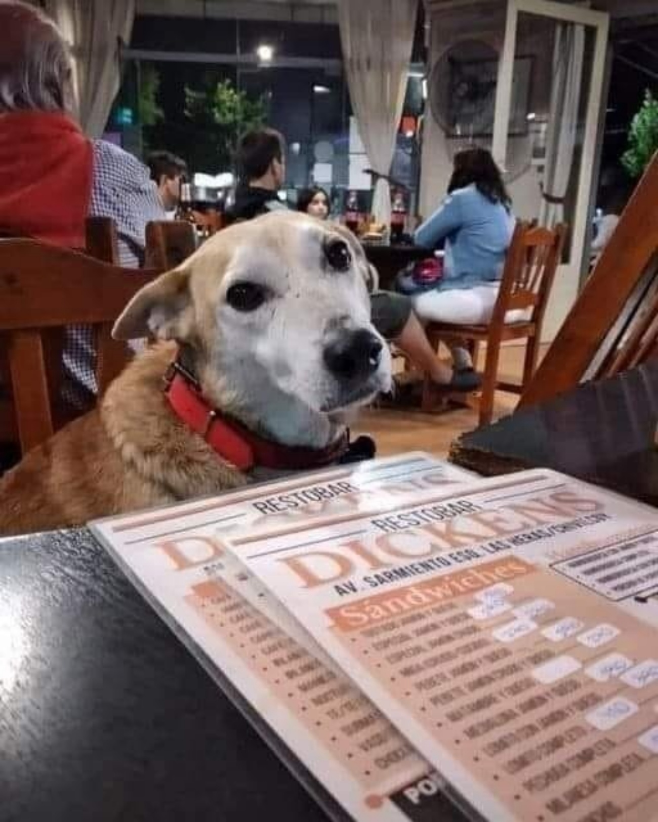 cagnolino