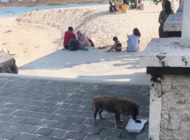 Salva un cane abbandonato che tutti hanno deriso per il suo aspetto “da leone” gli da un’emozionante seconda possibilità