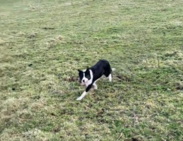 Se vi chiedete com’è la vita di un cane pastore… questa è la risposta che vi serve