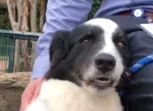 Un cane dal cuore spezzato cerca conforto da un volontario del rifugio dopo che la sua famiglia lo ha abbandonato