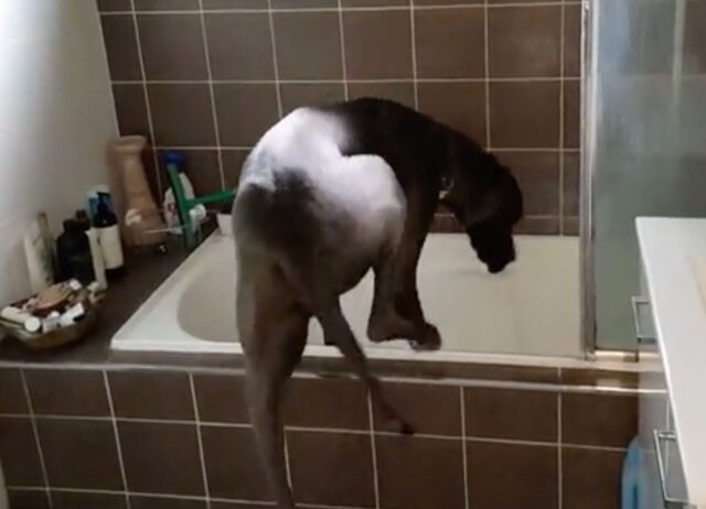 Un cane indipendente: questo Alano capisce quando è ora di fare il bagno e si prepara
