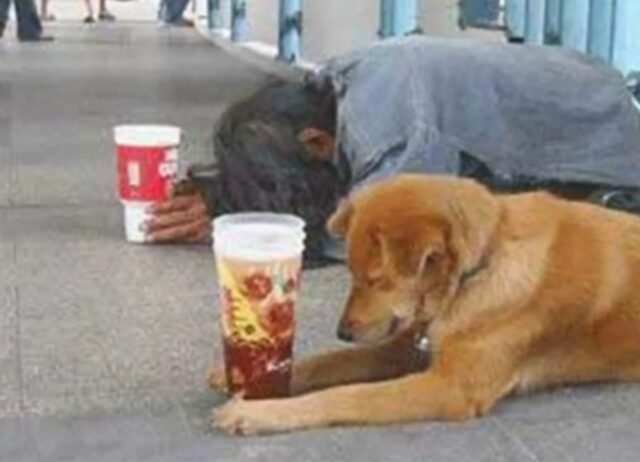 Un ragazzo fa amicizia con il mendicante e il suo cane, finché un giorno il quattrozampe non lo sorprende