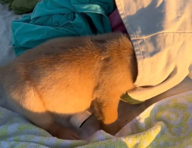 Un vero furbetto: questo cagnolino si infila nella borsa della mamma per un motivo molto preciso