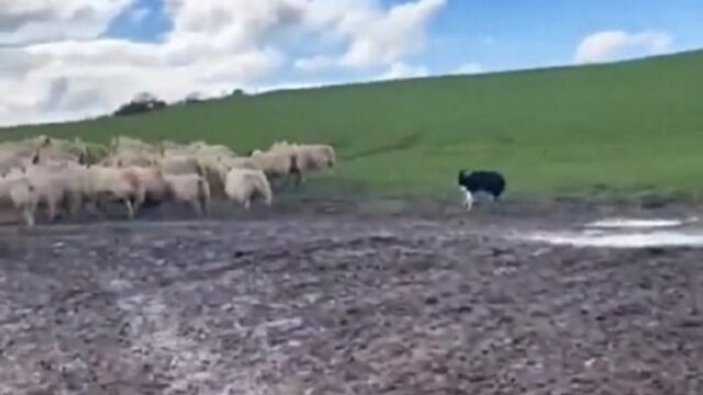 Una scena del genere non l’avete mai vista: il Border Collie non si ferma davanti alla fila di pecore