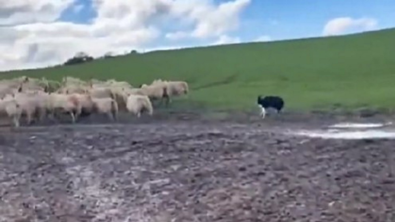pecore e cane pastore