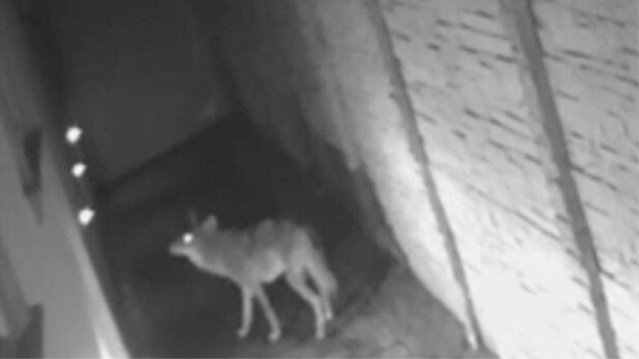 coyote davanti all'ingresso di una casa