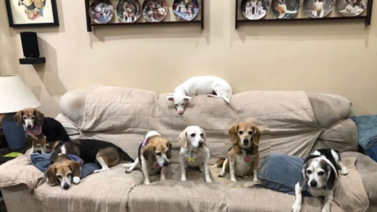 beagle in salotto