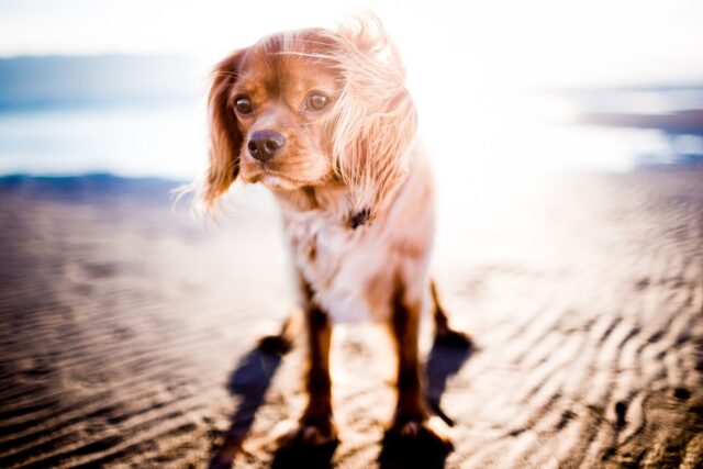 Bagnino picchia il proprietario di un cane che non ha raccolto i suoi bisognini: sindaco vieta la spiaggia agli animali