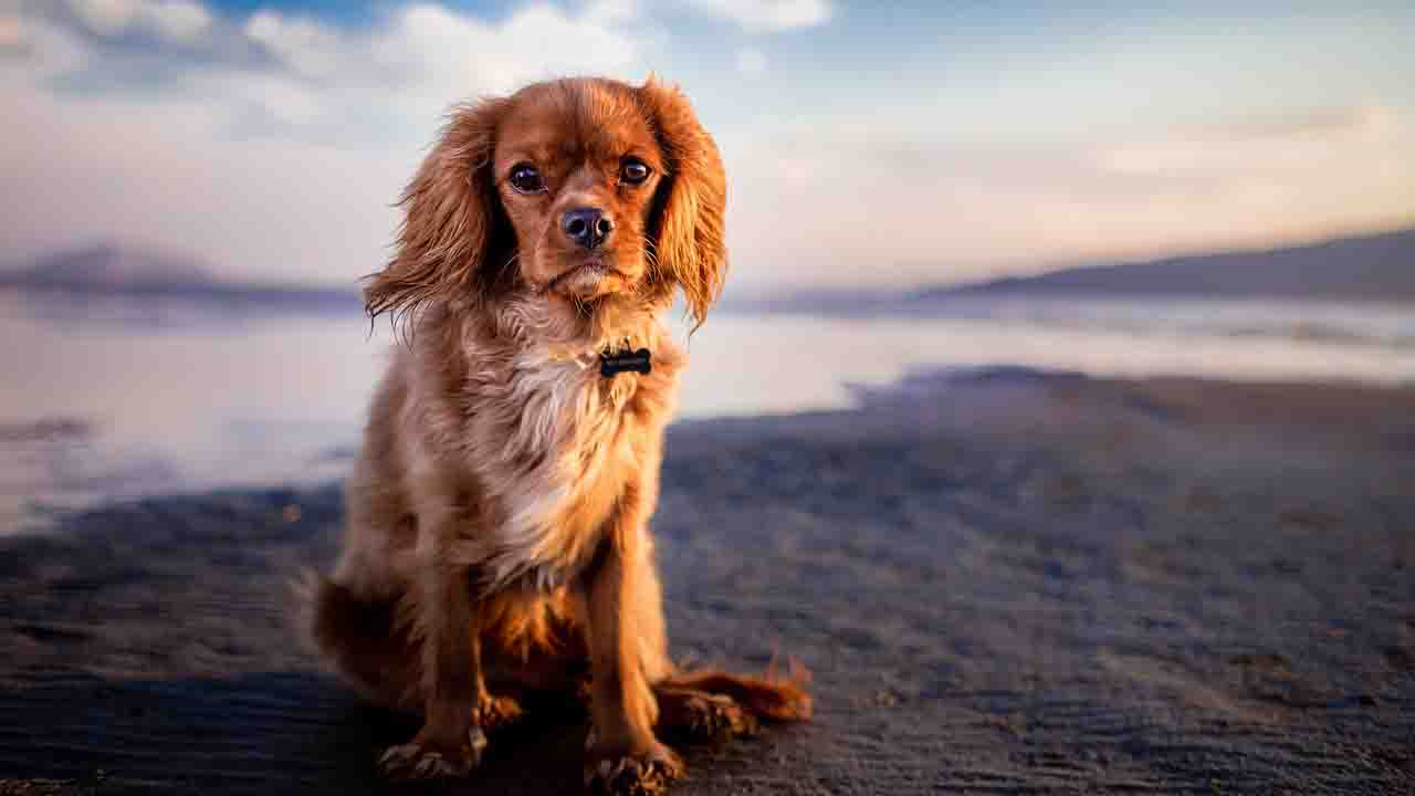 Cane in riva al mare